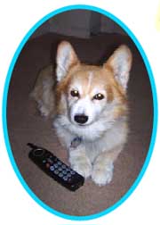 Phone Day-One Dog Training